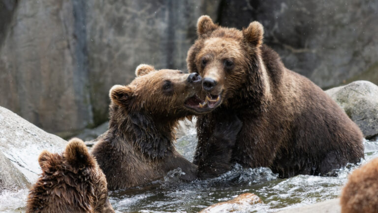 Ours des Pyrénées : 16 nouveaux oursons, une menace croissante pour les troupeaux