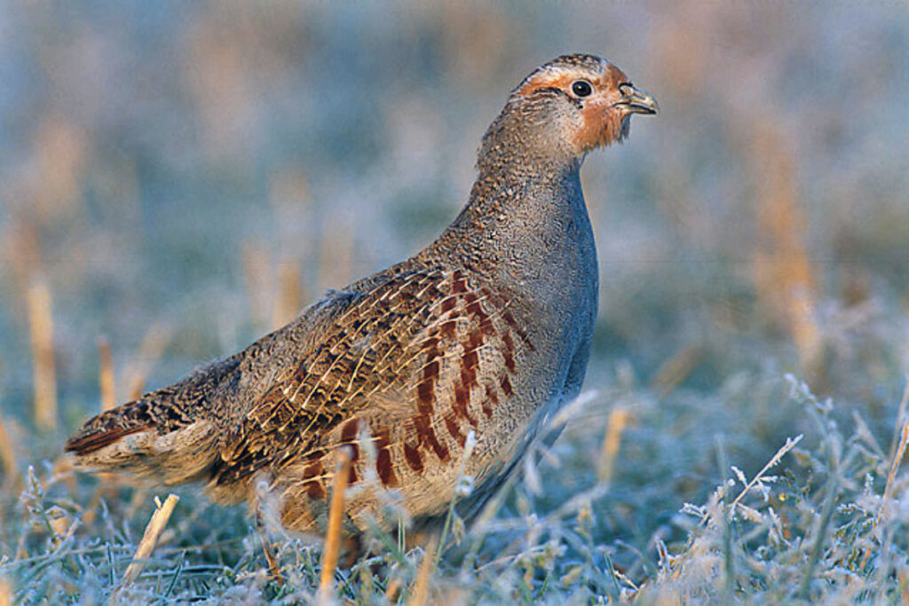 Perdrix grise des Pyrénées