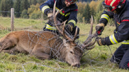 Jura : chasseurs et pompiers unis pour sauver un cerf piégé