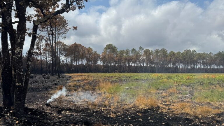 Incendies en Gironde : deux mois après, la faune revient mais les inquiétudes demeurent