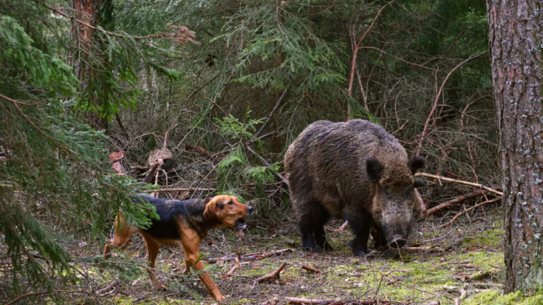  Vaucluse : un chien de chasse probablement victime de la maladie d’Aujeszky, l’alerte se propage !