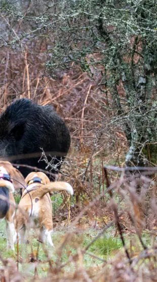 Un sanglier meurt d&rsquo;une crise cardiaque lors d&rsquo;une battue!