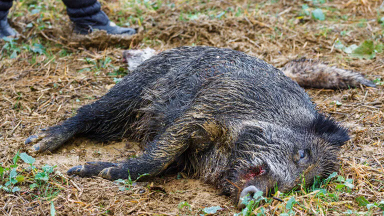 Un chien de chasse victime de la maladie d’Aujeszky en Essonne