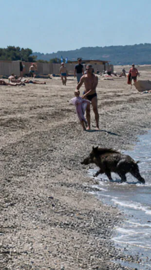 Hyères : un sanglier surgit de la mer et sème la panique sur une plage