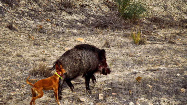 Aujeszky : l&rsquo;Oise mise sur la vaccination des chiens courants