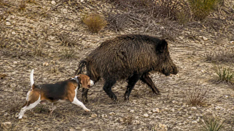 Aujeszky : une campagne nationale pour vacciner les chiens courants