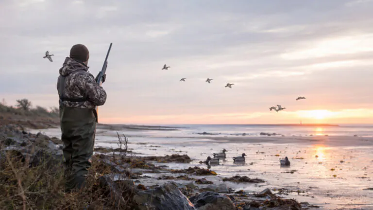 Gibier d’eau : la chasse sur le Domaine Public Maritime ouvre ce samedi 1er août à 6 heures