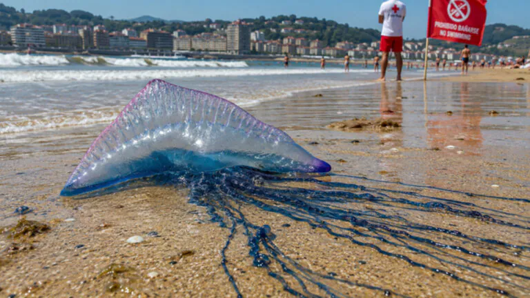 Espagne : 236 victimes, la galère portugaise, une sorte de méduse pouvant être mortelle, inquiète les autorités