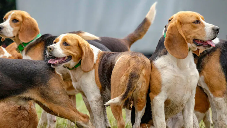 La FACCC négocie une assurance dédiée aux chiens courants