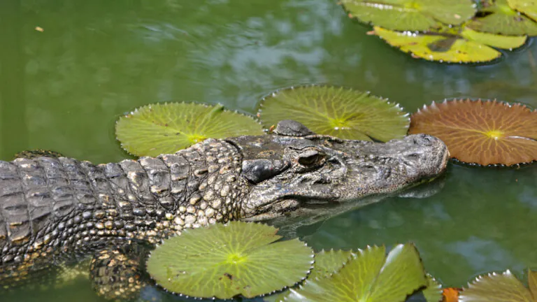 Everglades : face à une espèce de caïman invasif, l’homme doit jouer le prédateur
