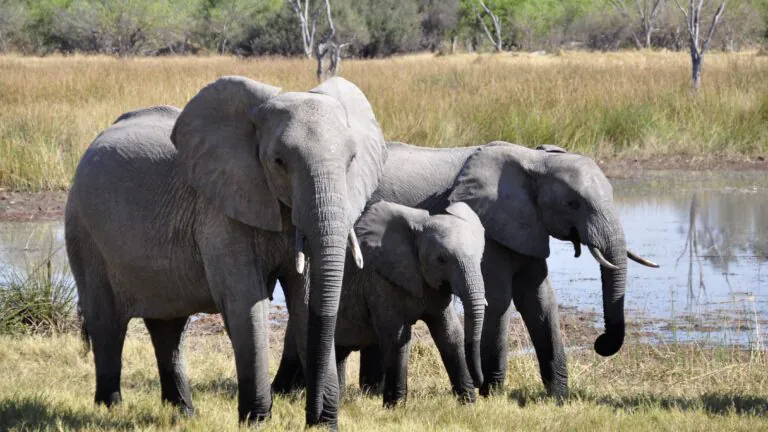 Kenya : quand les éléphants sont devenus trop nombreux pour leur milieu