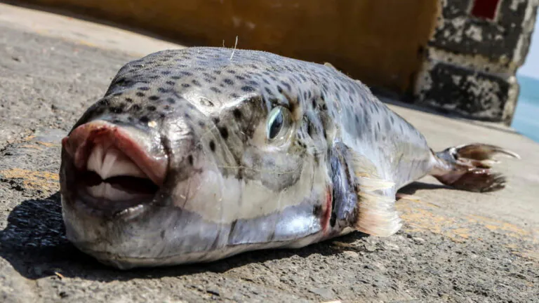 Méditerranée : la Grèce paye les pêcheurs pour éliminer un poisson invasif et particulièrement dangereux
