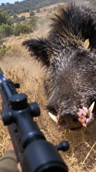 Chargé et blessé par un énorme sanglier, un chasseur se relève et repart en chasse